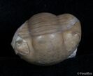 Enrolled Illaenus Sarsi Trilobite - No Restoration #2538-1